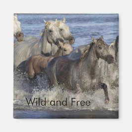 Imã Cavalos galopando na água