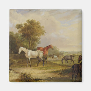 Imã Cavalos Grazados: Uma Cinza Stallion pastoreando c