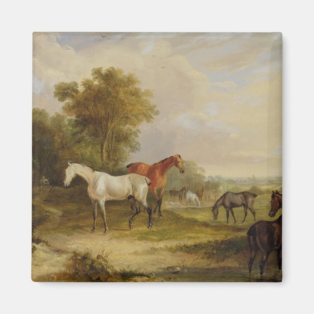 Imã Cavalos Grazados: Uma Cinza Stallion pastoreando c (Frente)