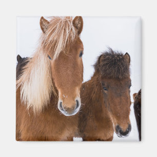 Imã Cavalos Islandeses Fofos Juntos