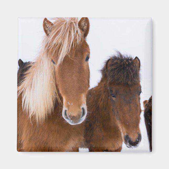 Imã Cavalos Islandeses Fofos Juntos (Frente)