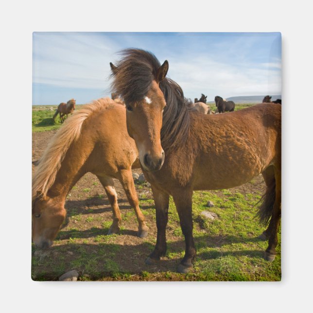 Imã Cavalos Islandeses Graze (Frente)