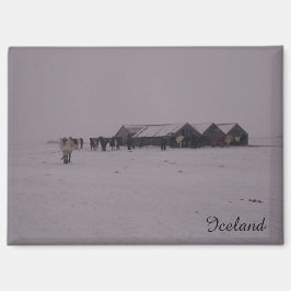 Imã Cavalos islandeses no ímã da neve