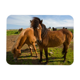 Ímã Cavalos Islandeses Pastam