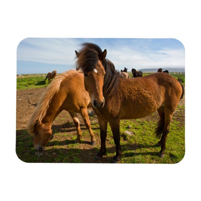 Ímã Cavalos Islandeses Pastam (Horizontal)