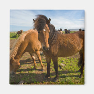 Imã Cavalos Islandeses Pastam