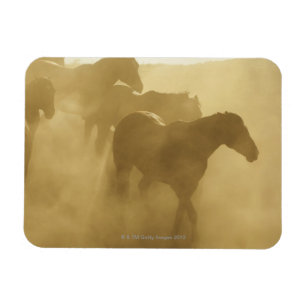 Ímã Cavalos na cerca