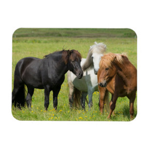 Ímã Cavalos na Fazenda, Islândia do Sul