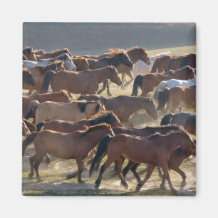 Imã Cavalos na fazenda, Mongólia Interior, China