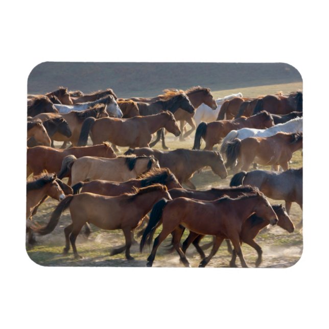 Ímã Cavalos na fazenda, Mongólia Interior, China (Horizontal)