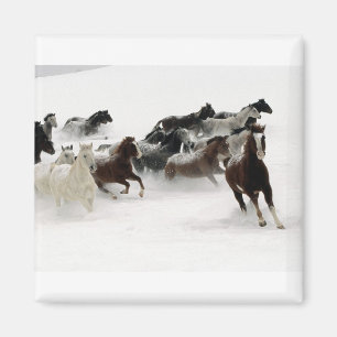Imã Cavalos na neve