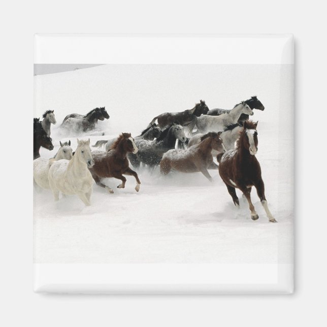 Imã Cavalos na neve (Frente)