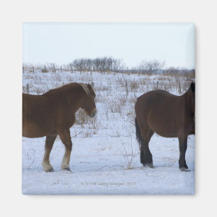 Imã Cavalos no cabo Kiritappu, prefeitura de Hokkaido,