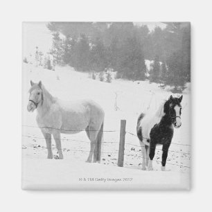 Imã Cavalos no rancho