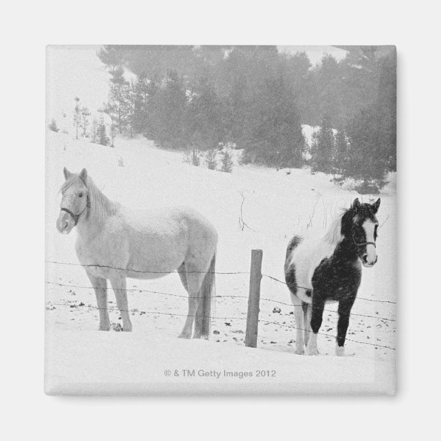 Imã Cavalos no rancho (Frente)