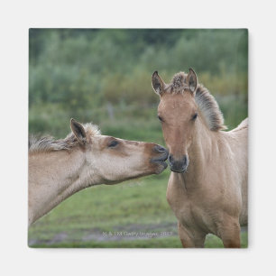 Imã Cavalos novos de Henson que encontram-se