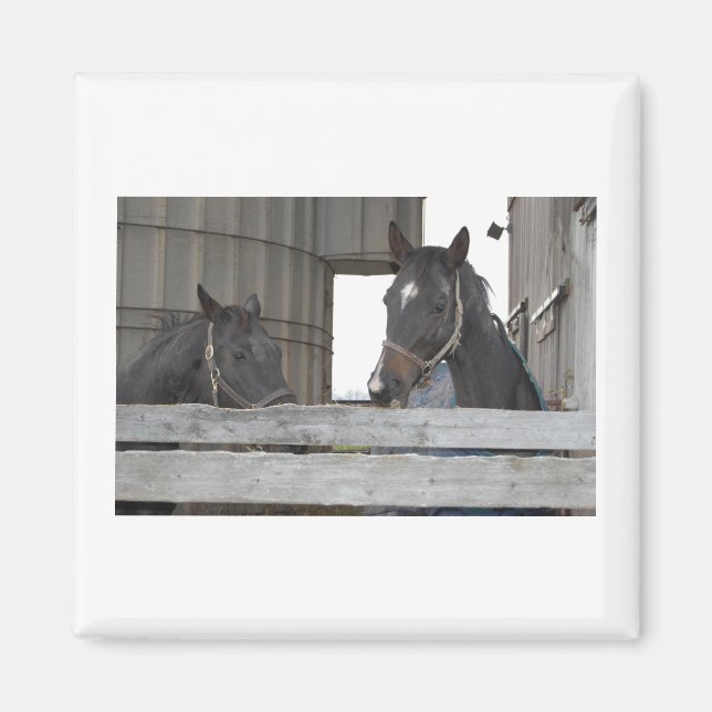 Imã Cavalos Pretos/Ranhura (Frente)