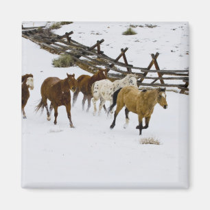 Imã Cavalos que funcionam na neve
