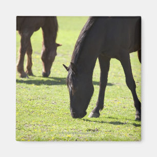 Imã Cavalos que pastam 2