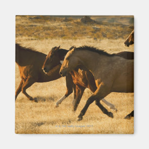 Imã Cavalos selvagens