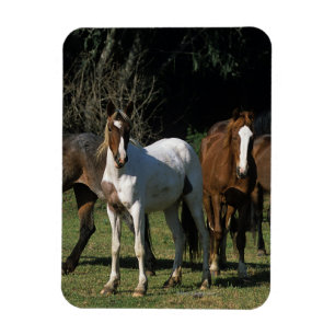 Ímã Cavalos selvagens 1 do mustang
