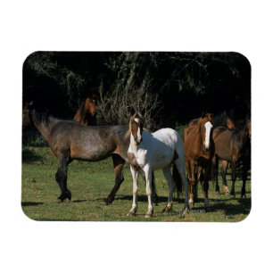 Ímã Cavalos selvagens 1 do mustang
