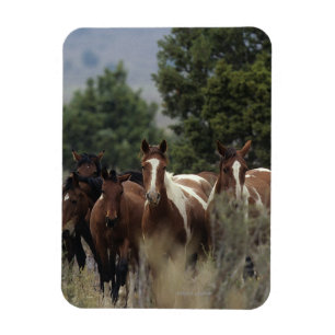 Ímã Cavalos selvagens 2 do mustang