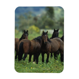 Ímã Cavalos selvagens 3 do mustang