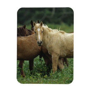 Ímã Cavalos selvagens 4 do mustang