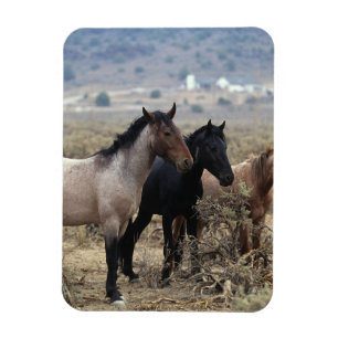Ímã Cavalos selvagens 5 do mustang