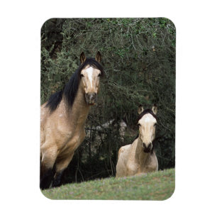 Ímã Cavalos selvagens 6 do mustang