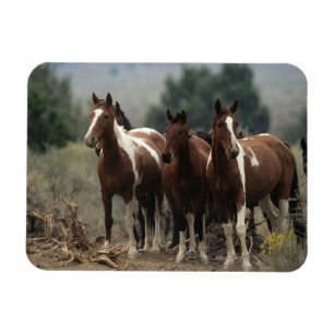 Ímã Cavalos selvagens 7 do mustang