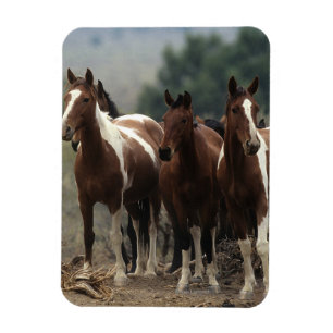 Ímã Cavalos selvagens 7 do mustang