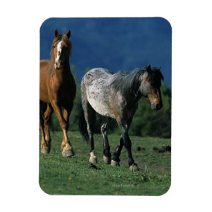 Ímã Cavalos selvagens do mustang
