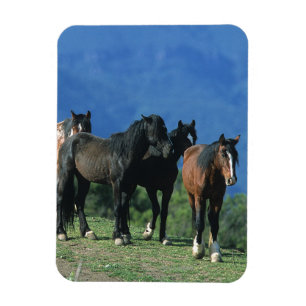 Ímã Cavalos selvagens do mustang nas montanhas