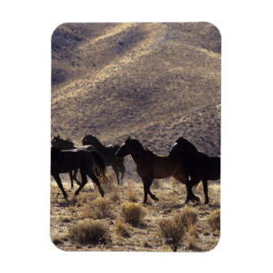Ímã Cavalos selvagens do mustang no deserto 1