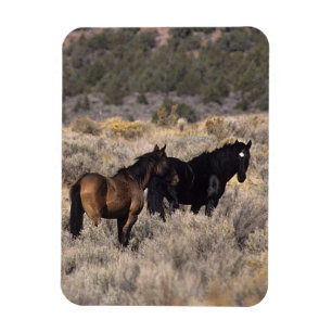 Ímã Cavalos selvagens do mustang no deserto 2