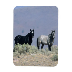 Ímã Cavalos selvagens do mustang no deserto 3