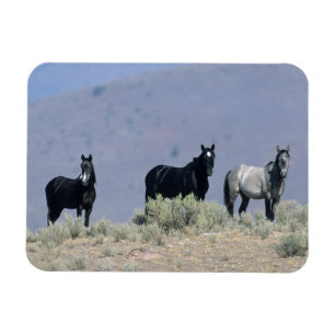 Ímã Cavalos selvagens do mustang no deserto 3