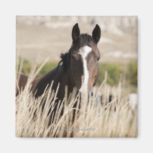 Imã Cavalos selvagens em South Dakota