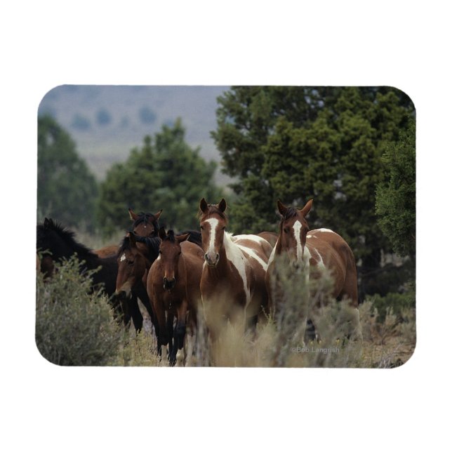 Ímã Cavalos Selvagens Mustang 2 (Horizontal)