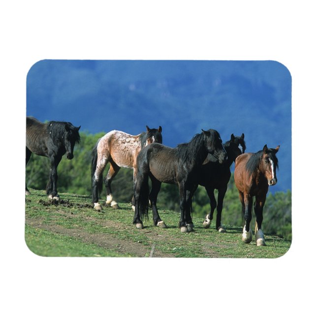 Ímã Cavalos Selvagens Mustang nas Montanhas (Horizontal)
