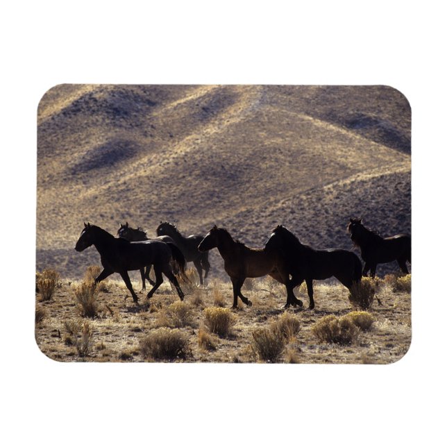 Ímã Cavalos Selvagens Mustang no Deserto 1 (Horizontal)