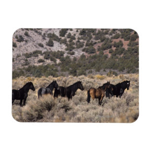 Ímã Cavalos Selvagens Mustang no Deserto 2