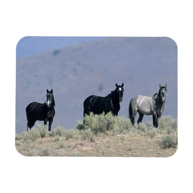 Ímã Cavalos Selvagens Mustang no Deserto 3 (Horizontal)