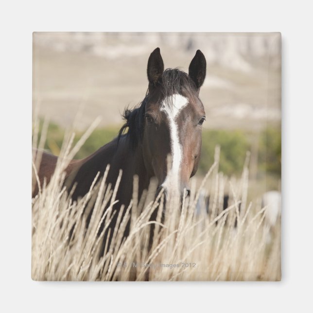 Imã Cavalos selvagens na Dakota do Sul (Frente)