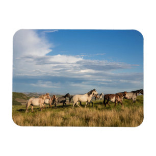 Ímã Cavalos Selvagens no Parque Nacional Theodore Roos