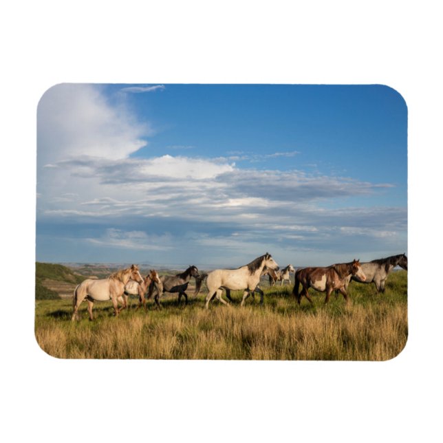 Ímã Cavalos Selvagens no Parque Nacional Theodore Roos (Horizontal)