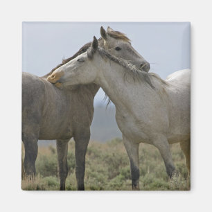 Imã Cavalos Selvagens Nuzzling