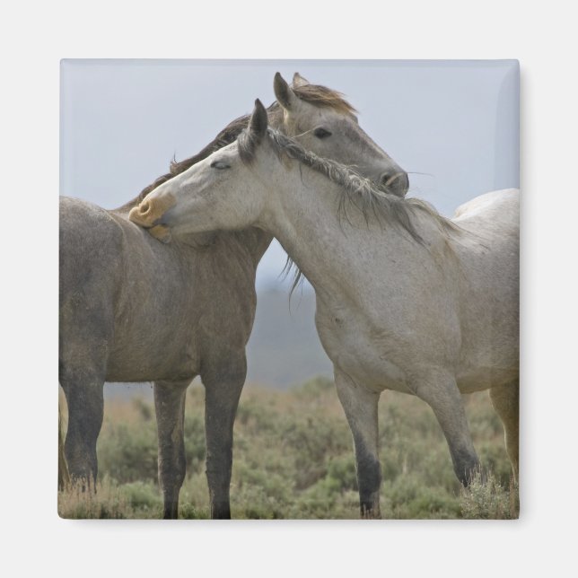Imã Cavalos Selvagens Nuzzling (Frente)